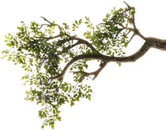 branch